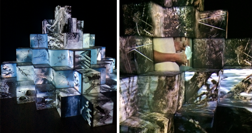 Exposition verdures - Souche