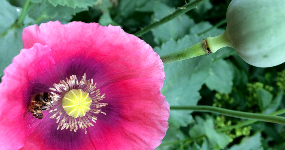 jardin botanique clermont