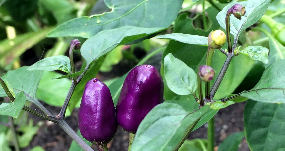 jardin botanique clermont