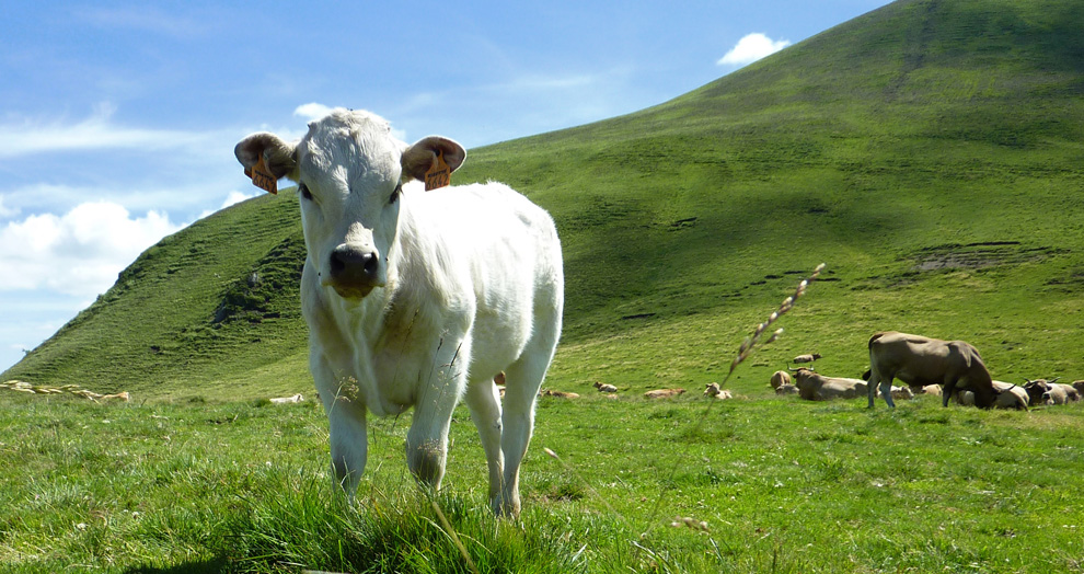 horizons sancy 2017 puy de la tache