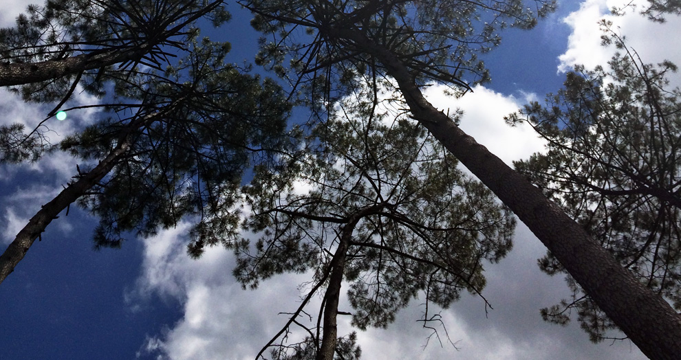 écomusée de Marquèze - les pins