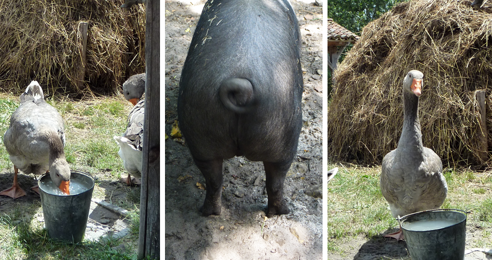 écomusée de Marquèze - les animaux