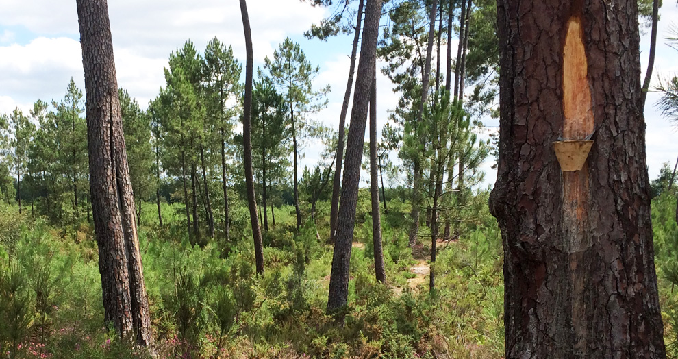 écomusée de Marquèze - le gemmage
