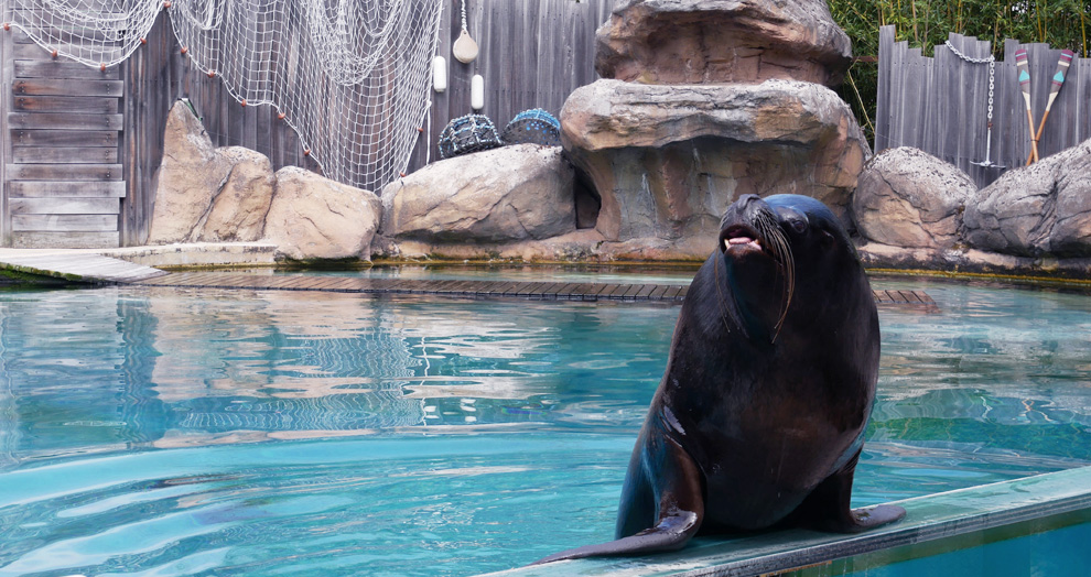 spectacle otarie le Pal