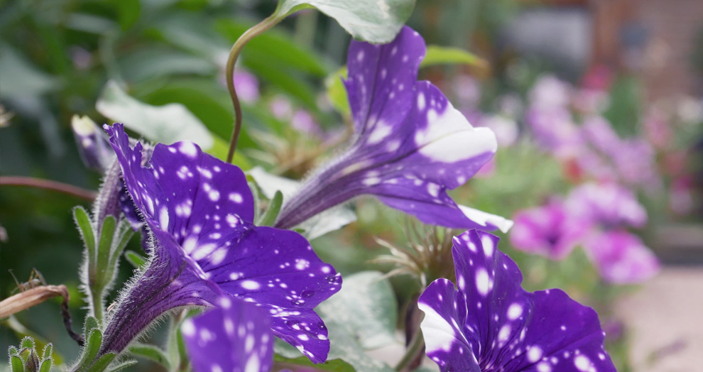 jardin des nemusiens jardin des nemusiens