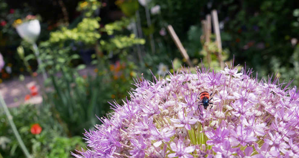 jardin des nemusiens jardin des nemusiens