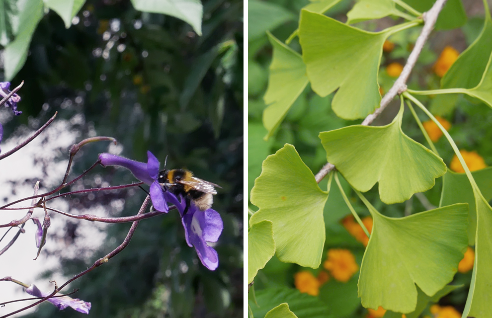 jardin des nemusiens jardin des nemusiens