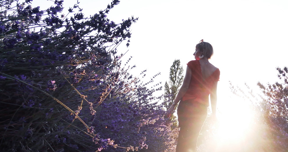 coucher de soleil dans un champs de lavande