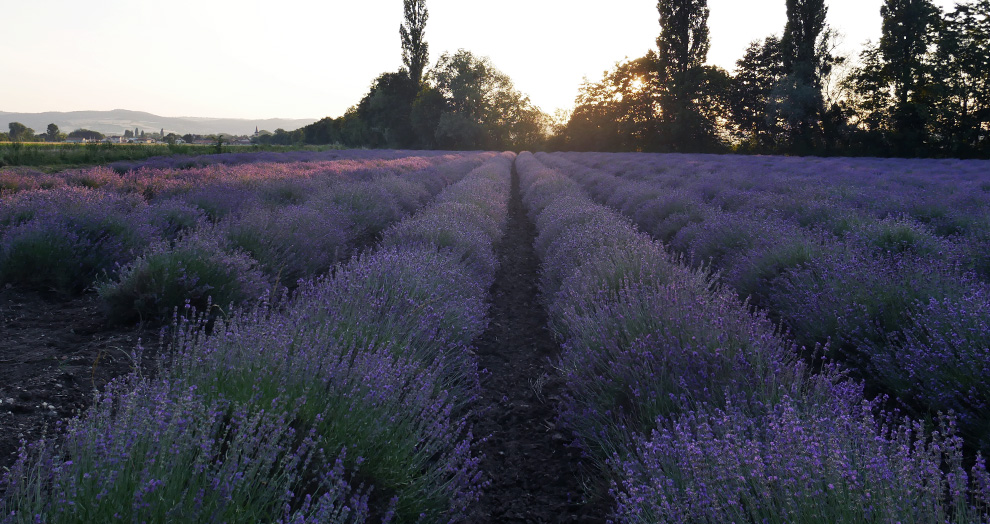 coucher de soleil dans un champs de lavande
