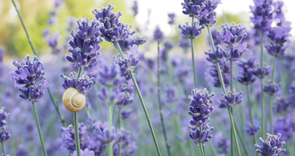 escargot dans champ de lavande au nord de Clermont-Ferrand