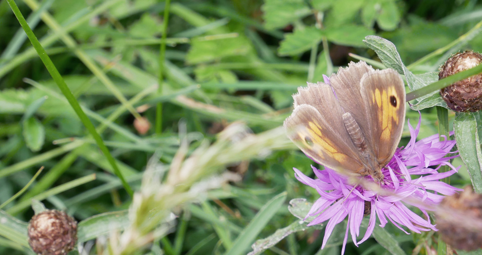 festival Art Air 2018 papillon