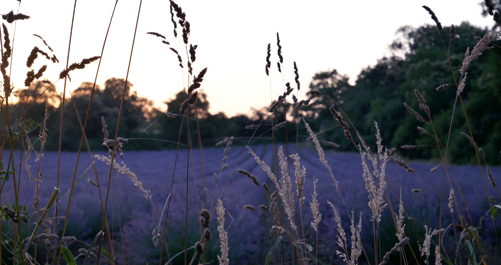 champ de lavande proche Clermont