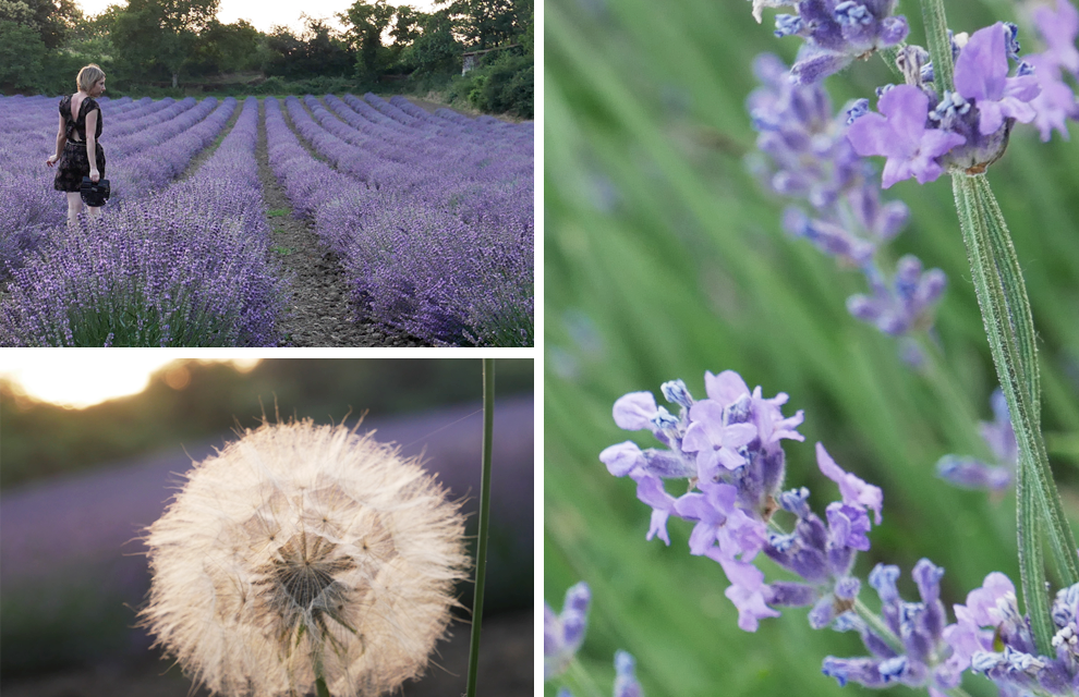 champ de lavande blanzat, nord de Clermont-Ferrand