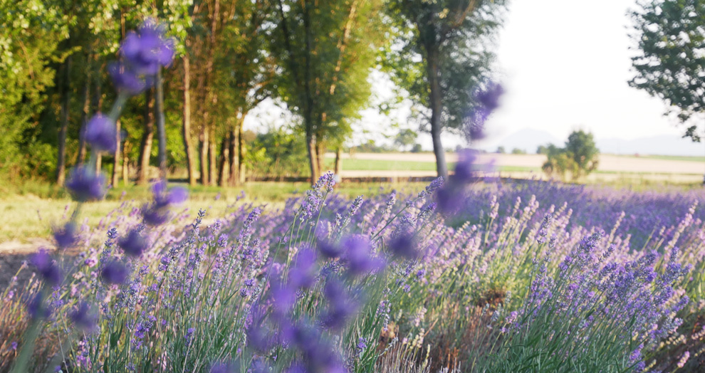 champ de lavande cellule, nord de Clermont-Ferrand