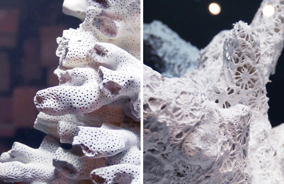 Corail artefact dentelle