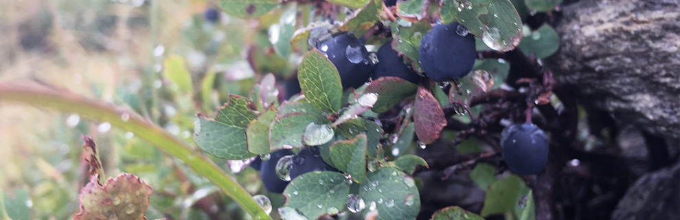 Rosée sur myrtilles