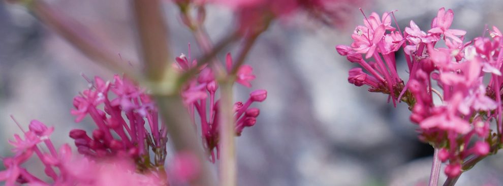 fleur