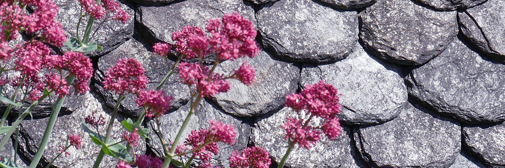 fleurs conques