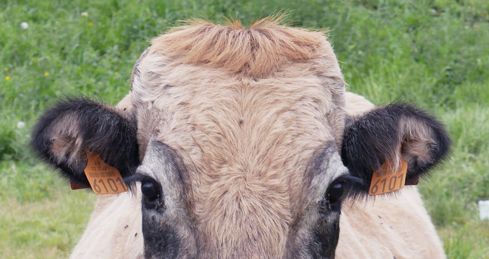 vache Aubrac