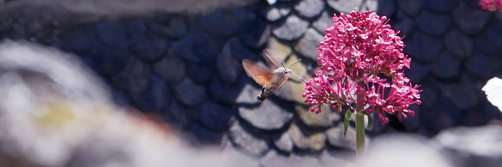 papillon Conques