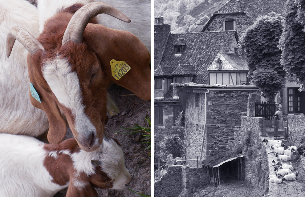 chèvre conques