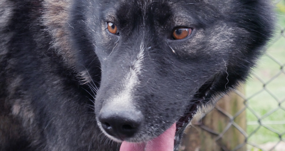nanouk la vallée d'amarok