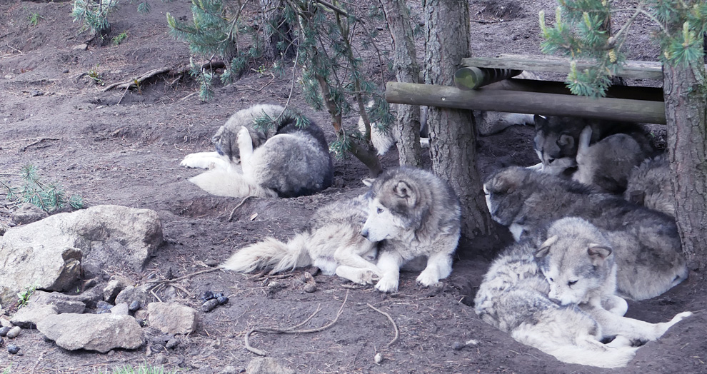 meute la vallée d'amarok 