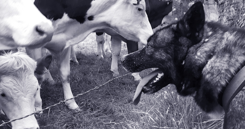 canirando à la vallée d'amarok