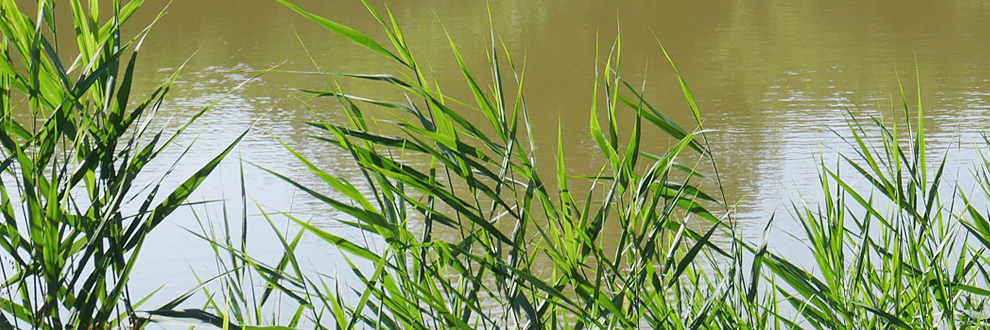 etang de l'isle lezoux