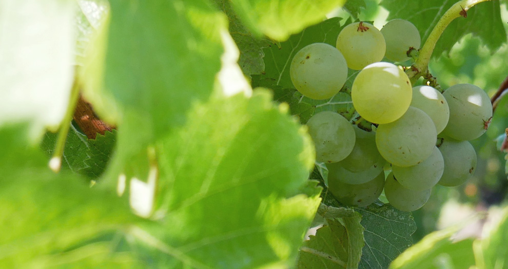 visite de vignoble Bergerac