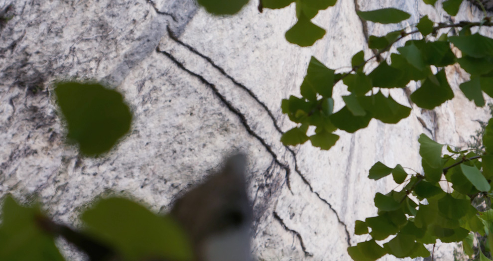 abris de laugerie basse