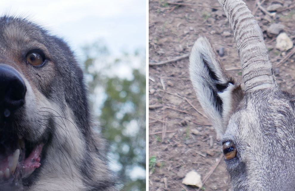parc du thot animaux