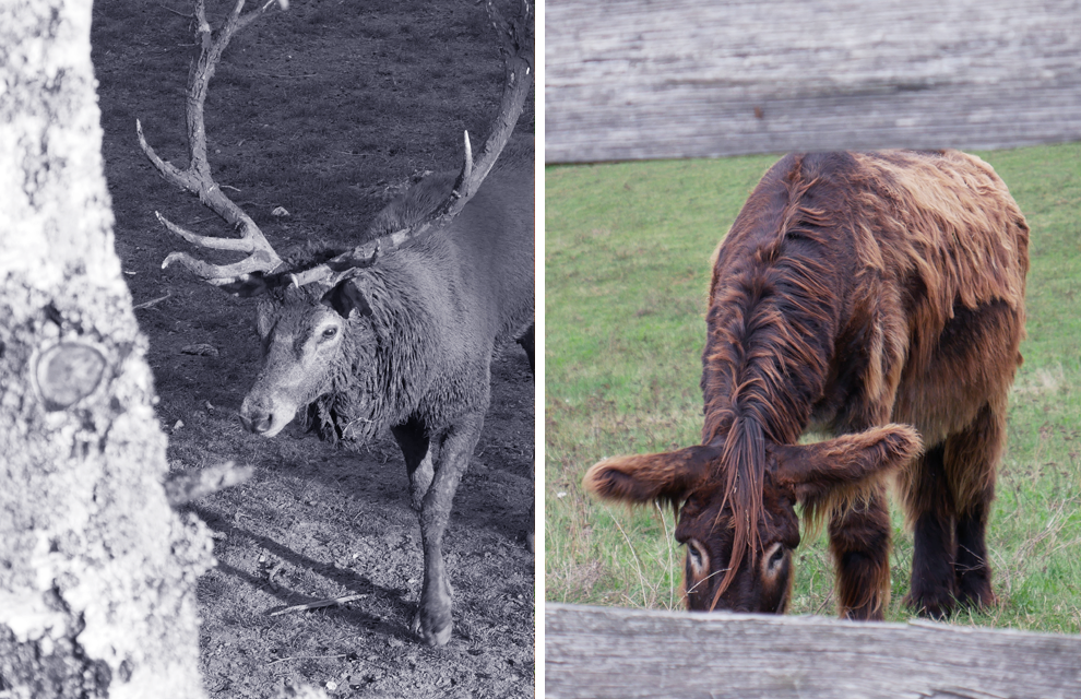 parc du thot animaux