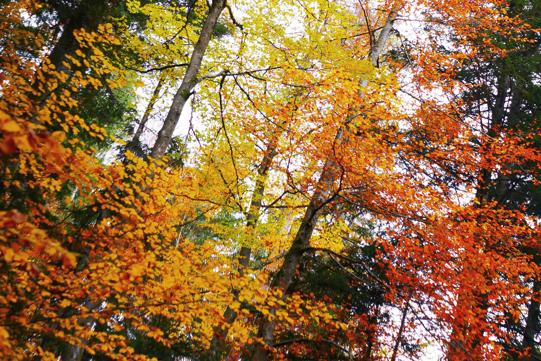 couleurs d'automne à la forêt des arboris