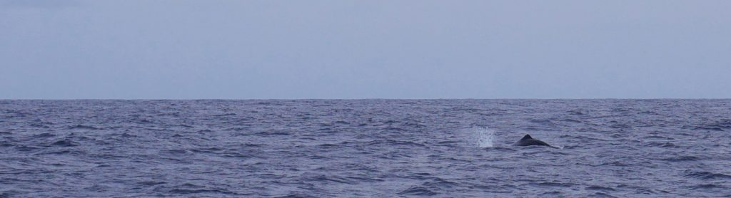 observer les baleines aux acores