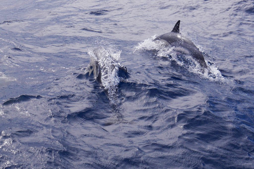 dauphins acores