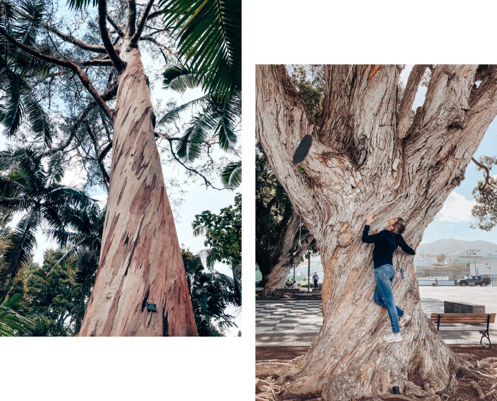 arbre gigantesque Acores