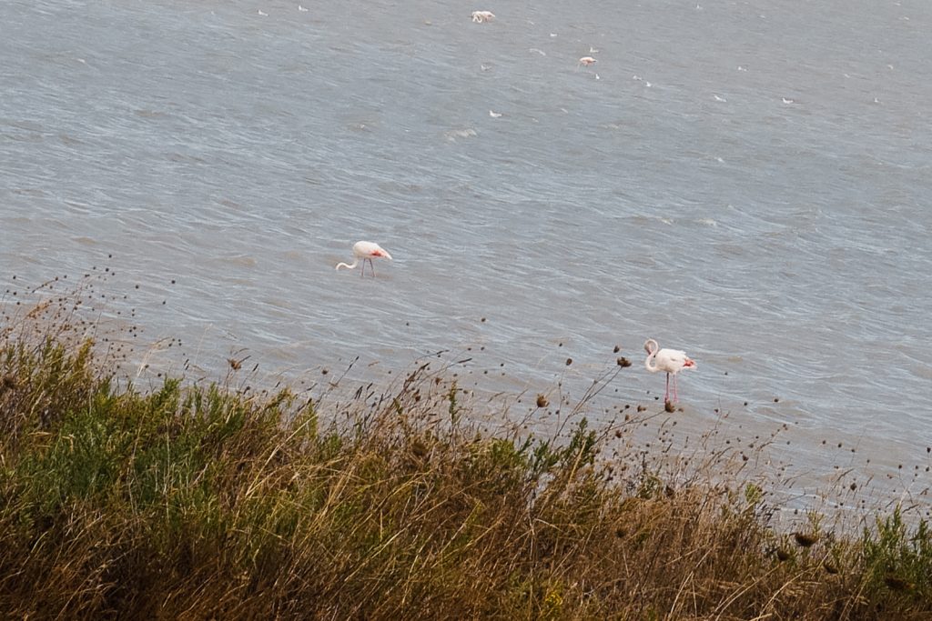 flamants roses giens