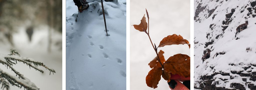 Observation des traces animales et des bourgeons lors d’un trek hiver Vercors